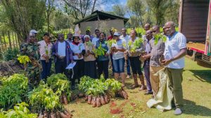 WWANC Distributes Over 18,000 Hass Avocado Seedlings to Farmers in Nandi County